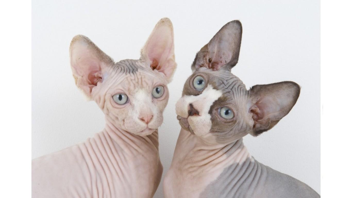 Sphynx V10 Mousepad