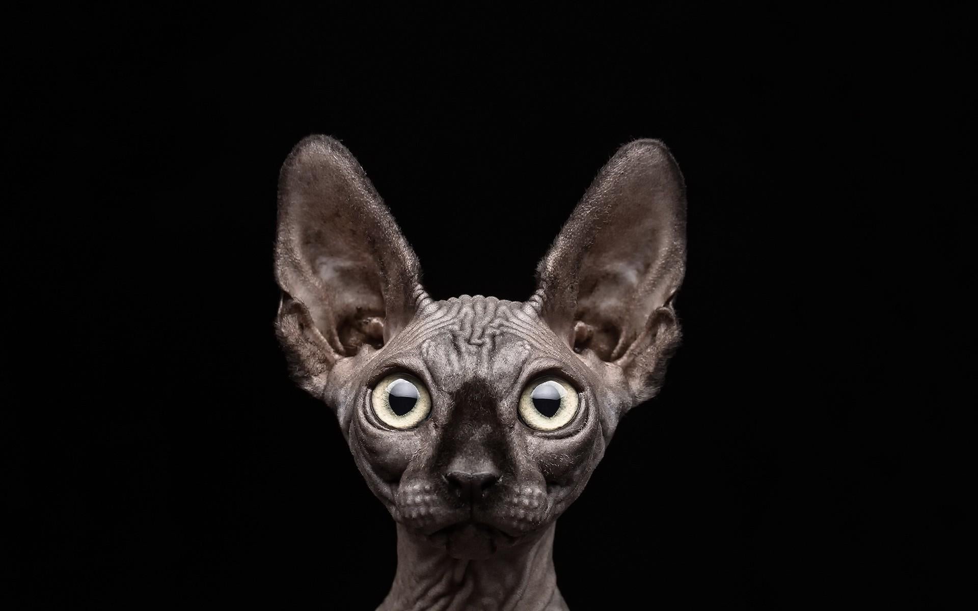 Sphynx V11 Mousepad
