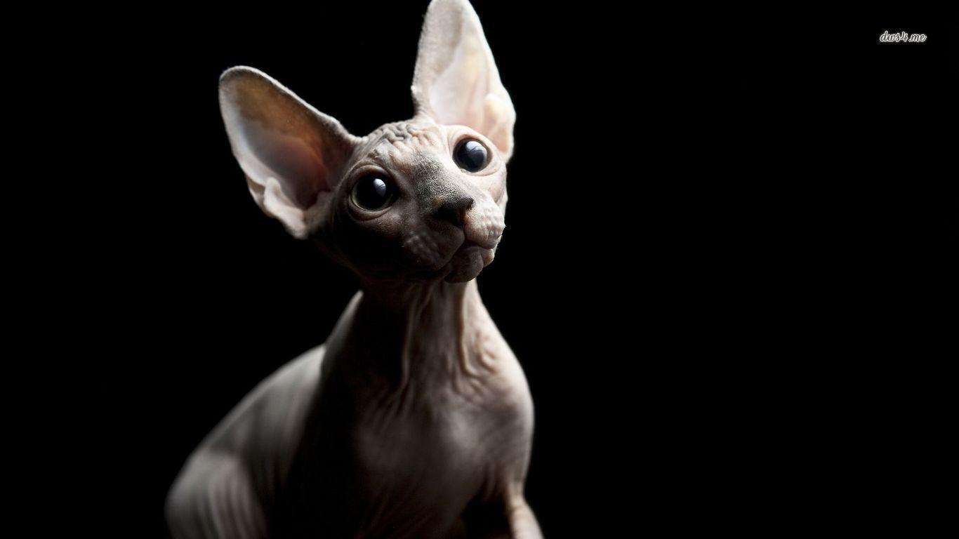 Sphynx V12 Mousepad