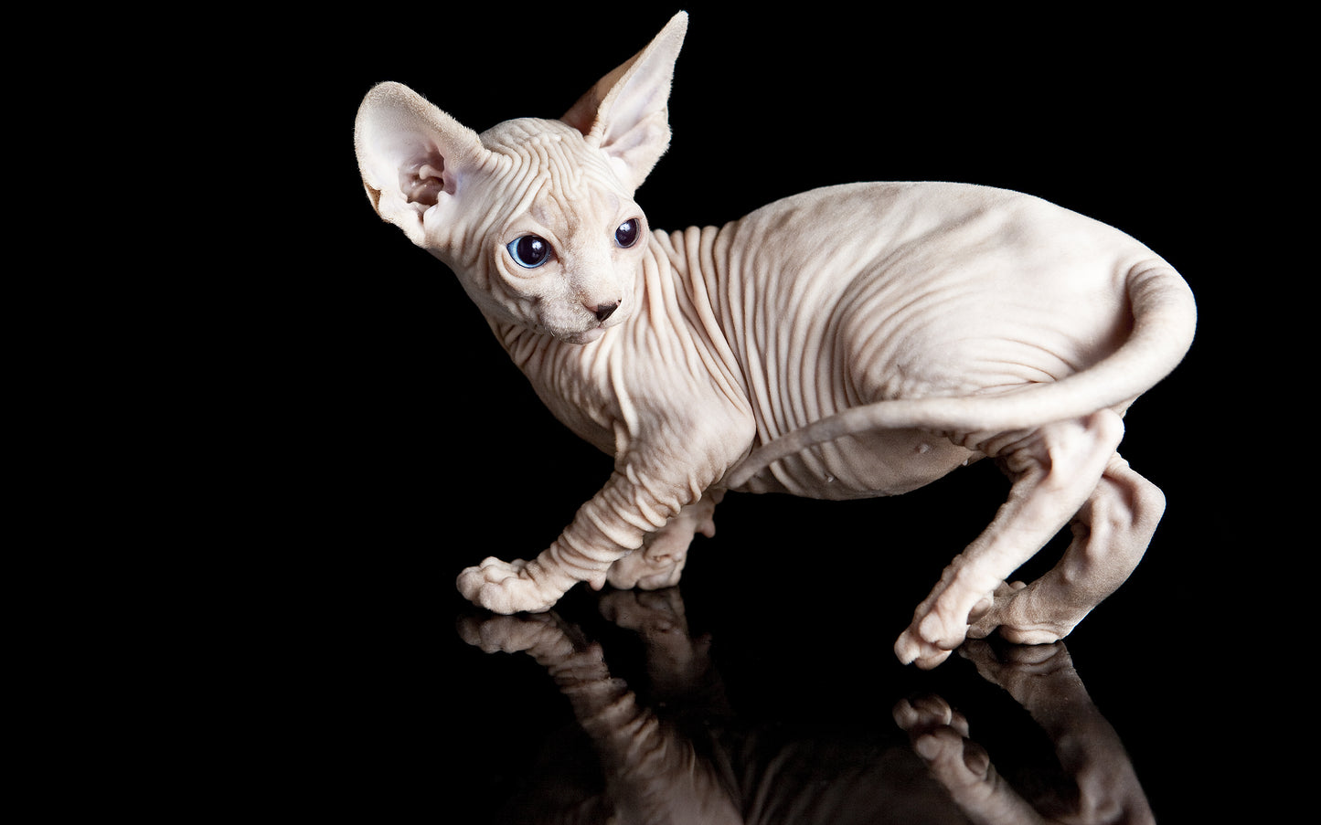 Sphynx V14 Mousepad