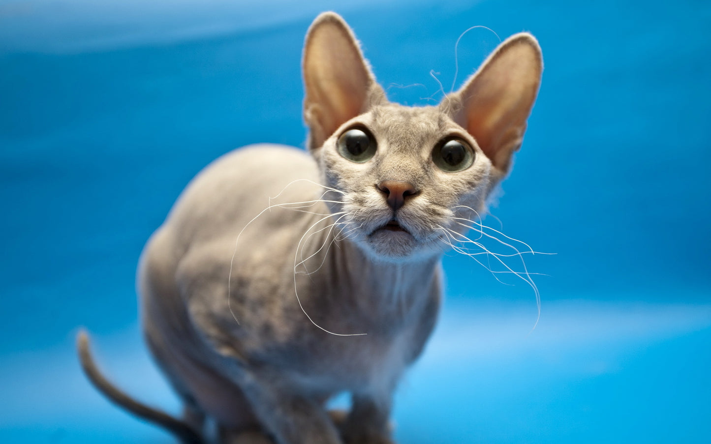 Sphynx V15 Mousepad