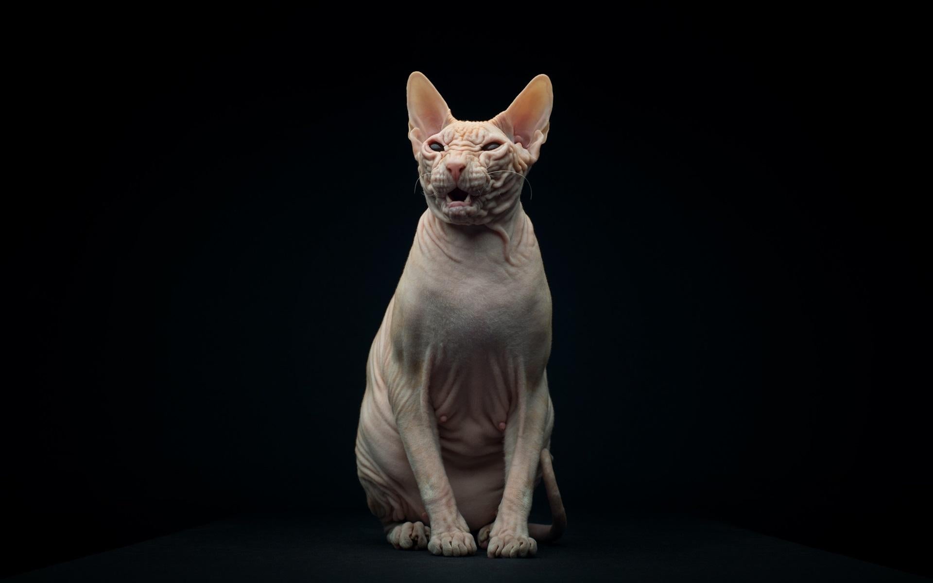 Sphynx V17 Mousepad