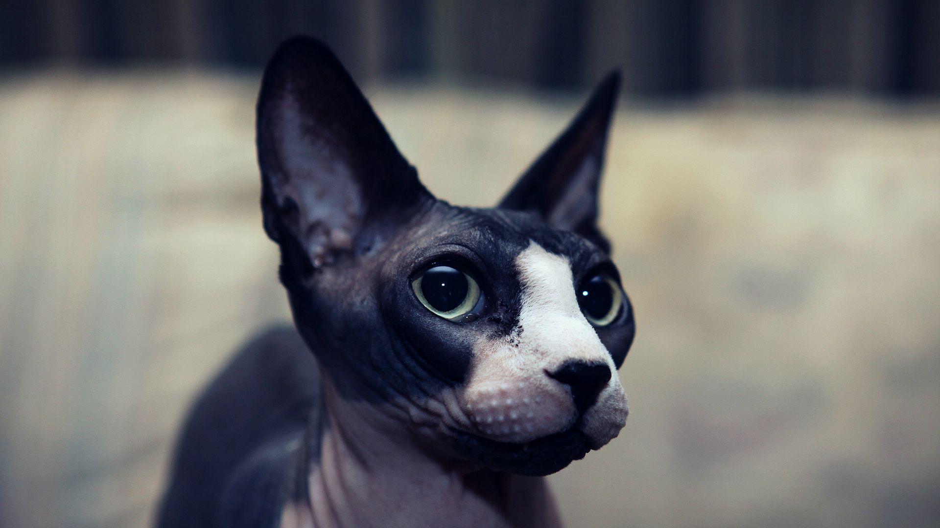 Sphynx V18 Mousepad