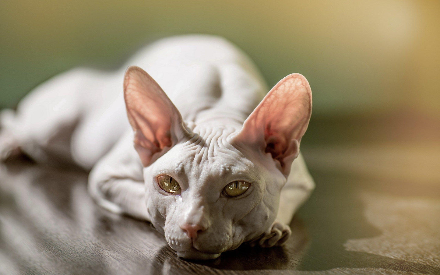 Sphynx V19 Mousepad