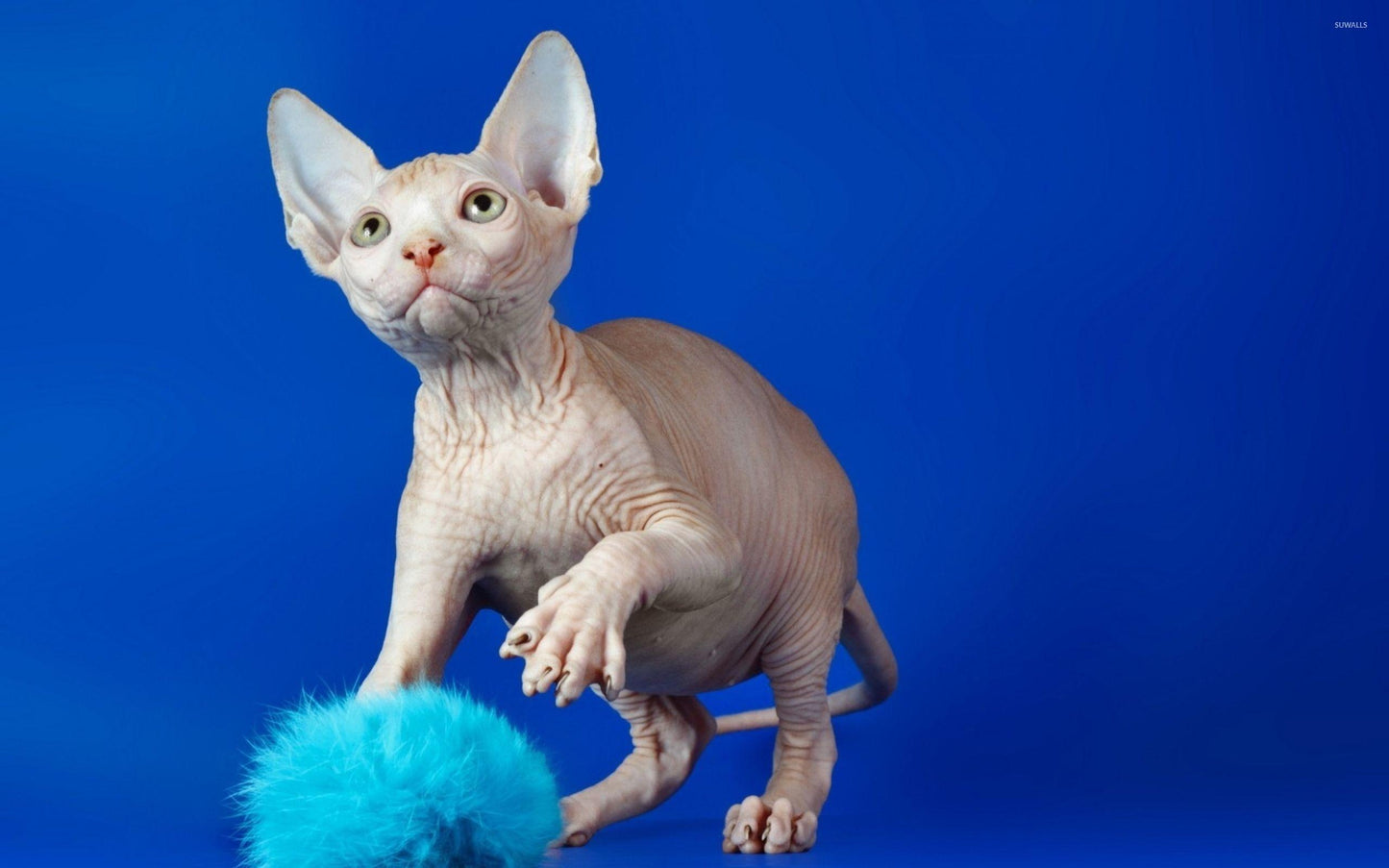 Sphynx V1 Mousepad
