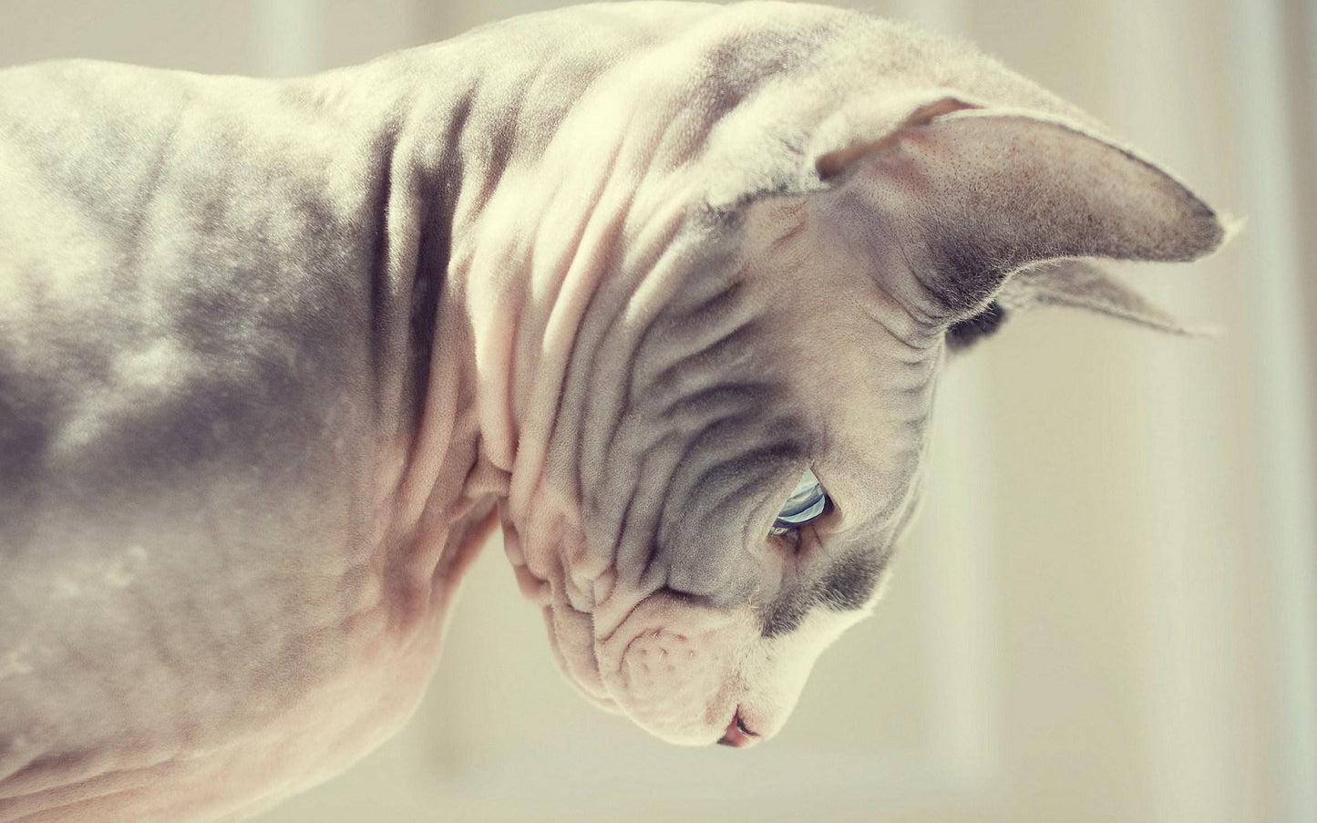 Sphynx V21 Mousepad