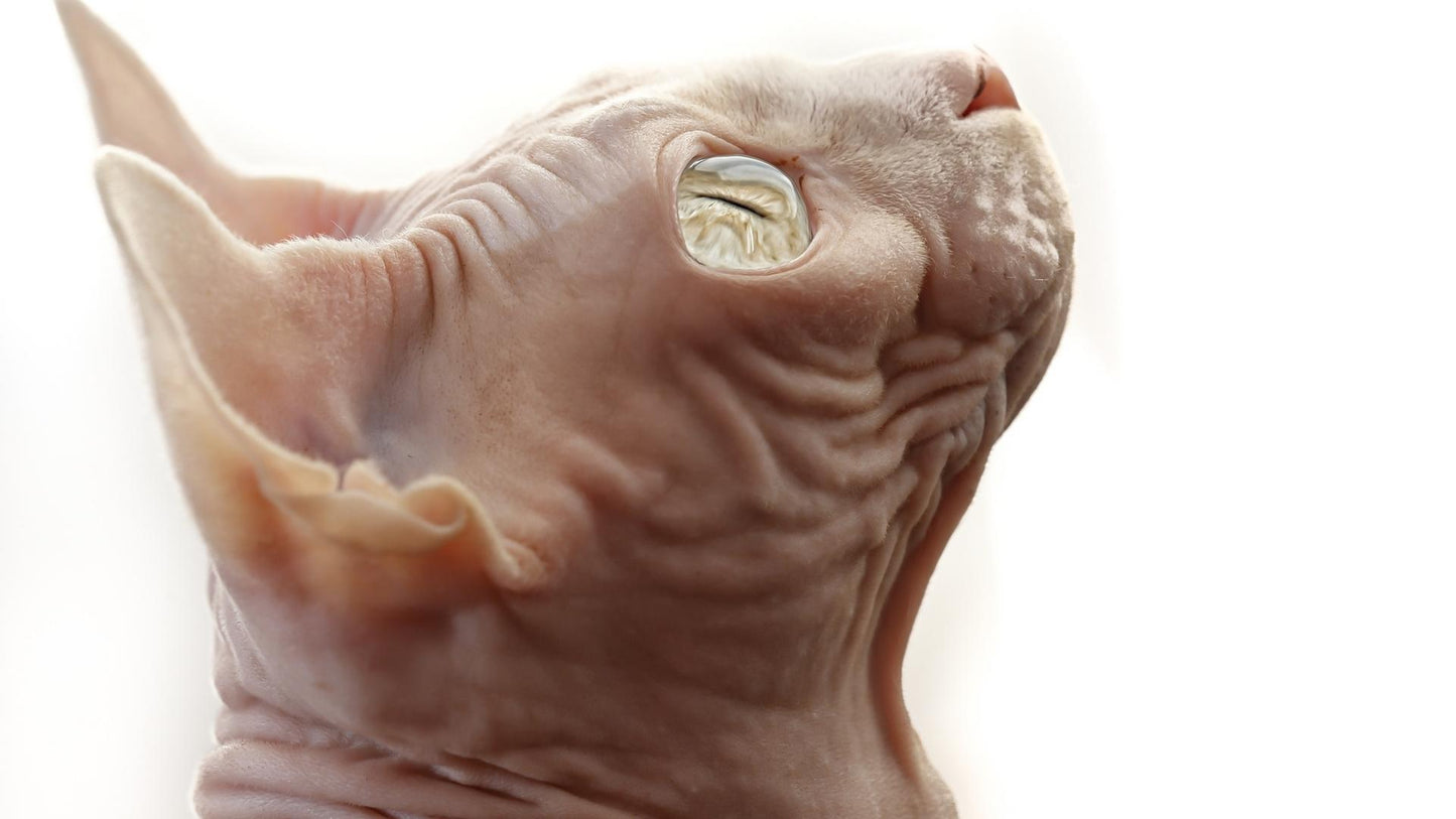 Sphynx V22 Mousepad
