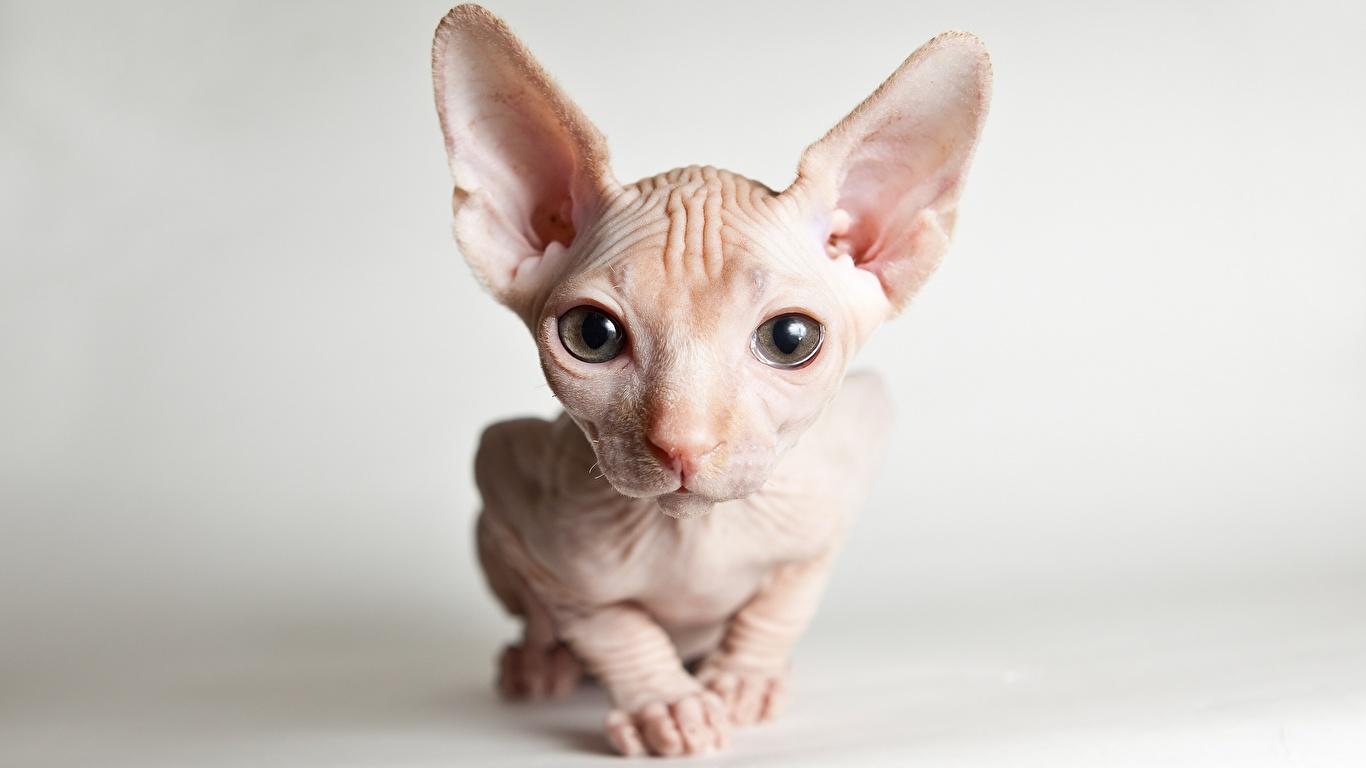Sphynx V23 Mousepad