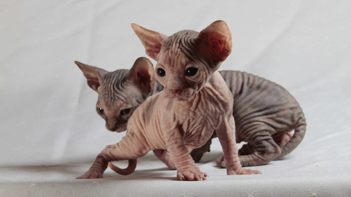Sphynx V24 Mousepad