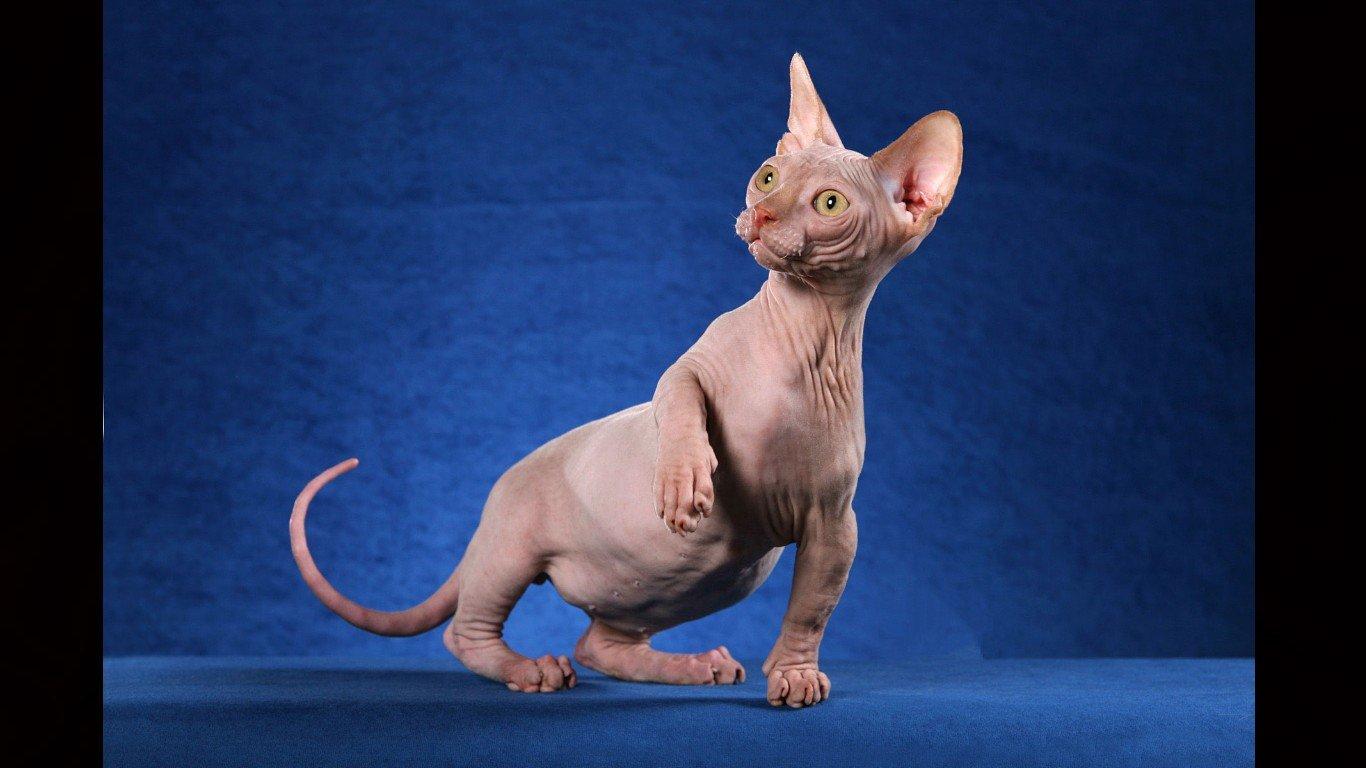Sphynx V25 Mousepad