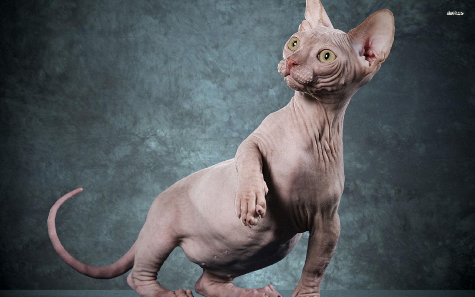 Sphynx V26 Mousepad