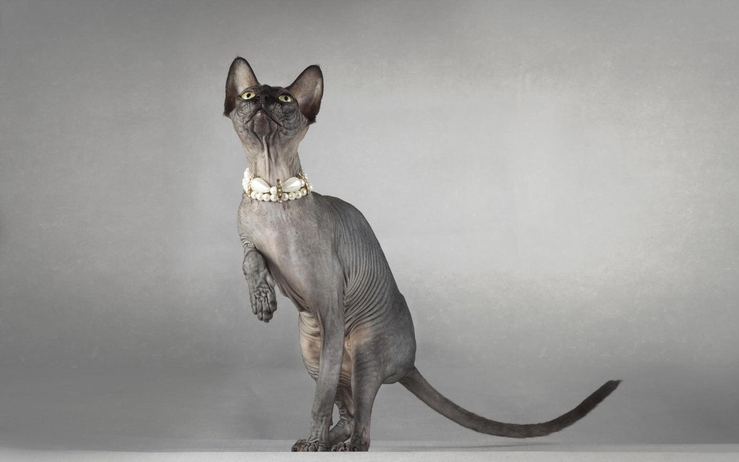 Sphynx V27 Mousepad