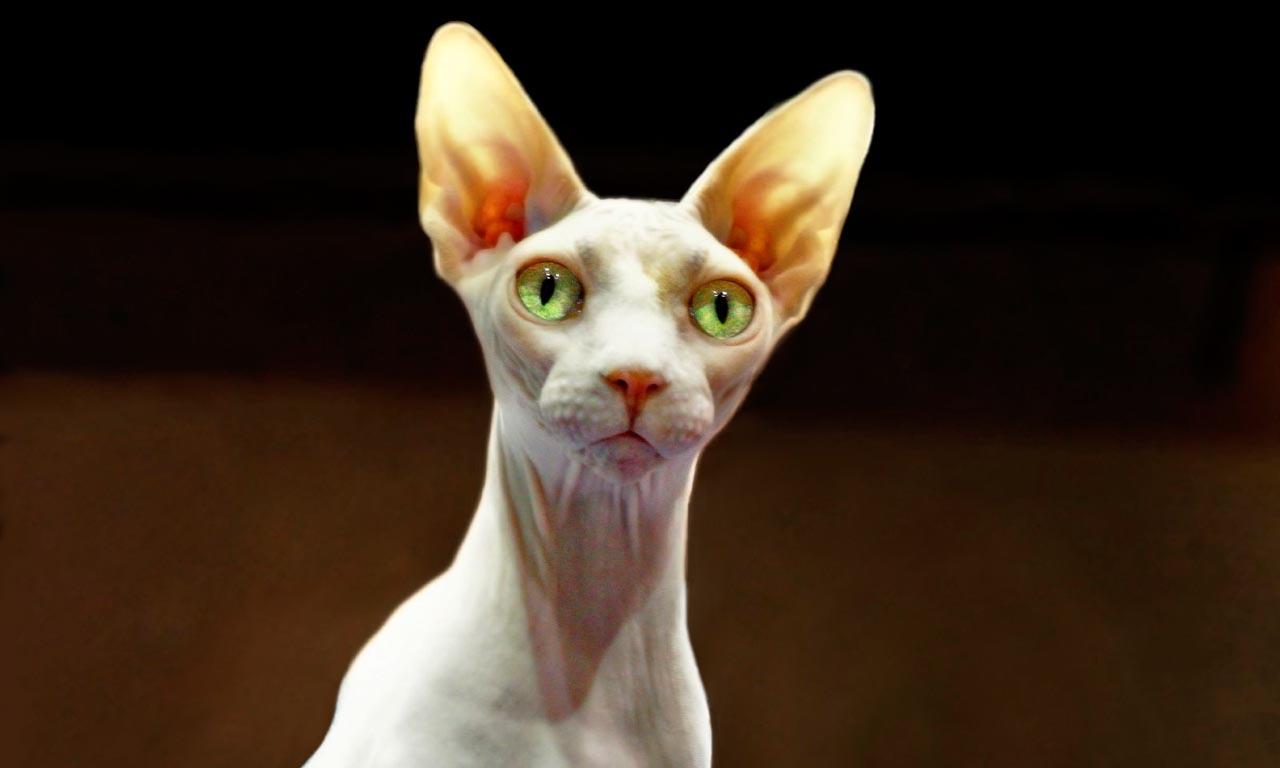 Sphynx V29 Mousepad