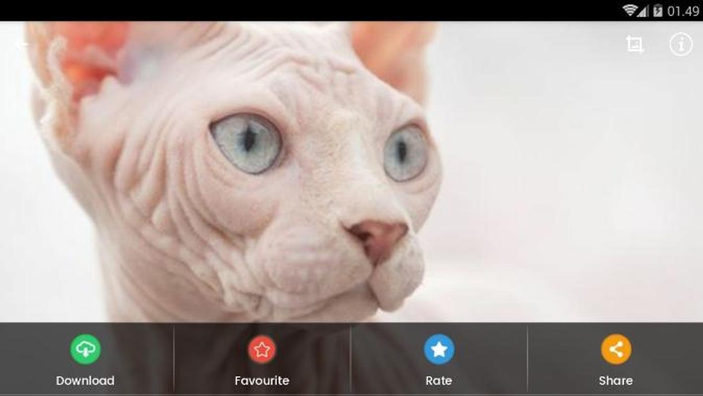 Sphynx V31 Mousepad
