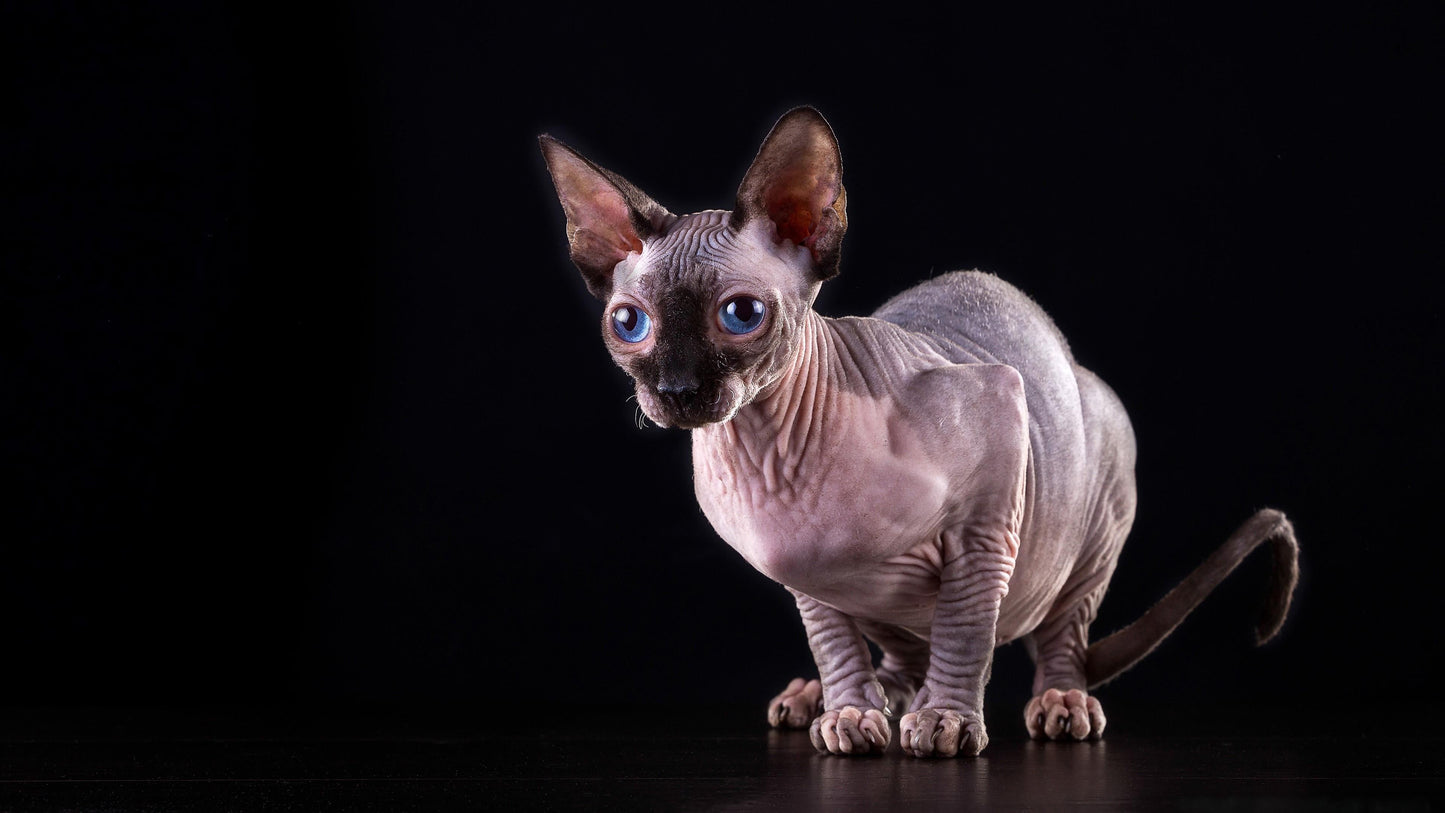 Sphynx V3 Mousepad