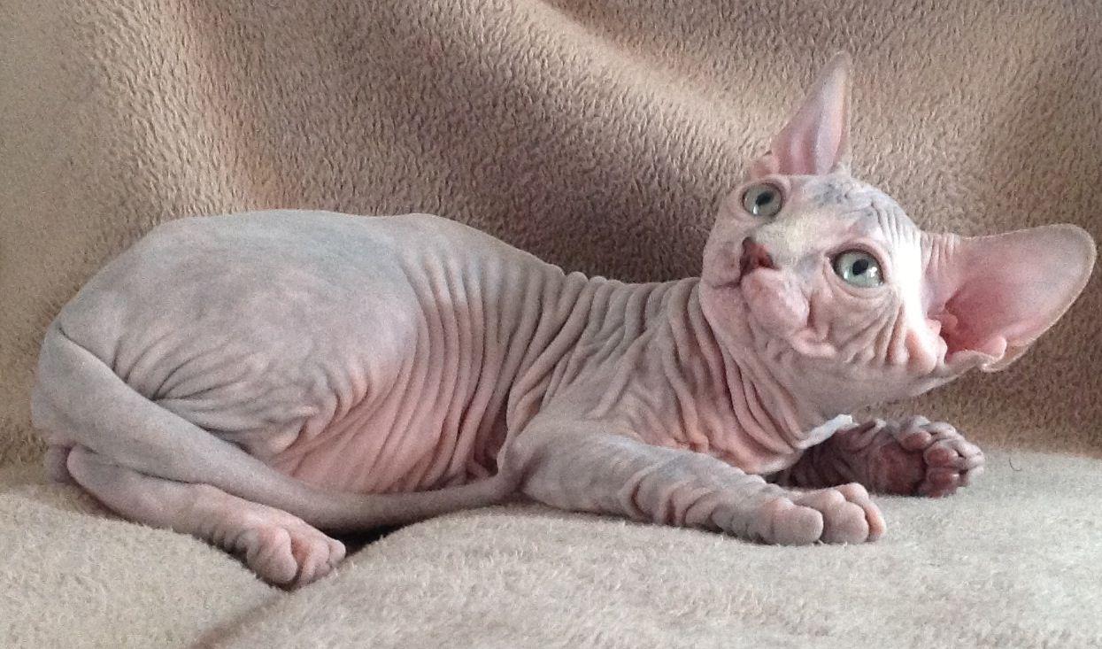 Sphynx V4 Mousepad