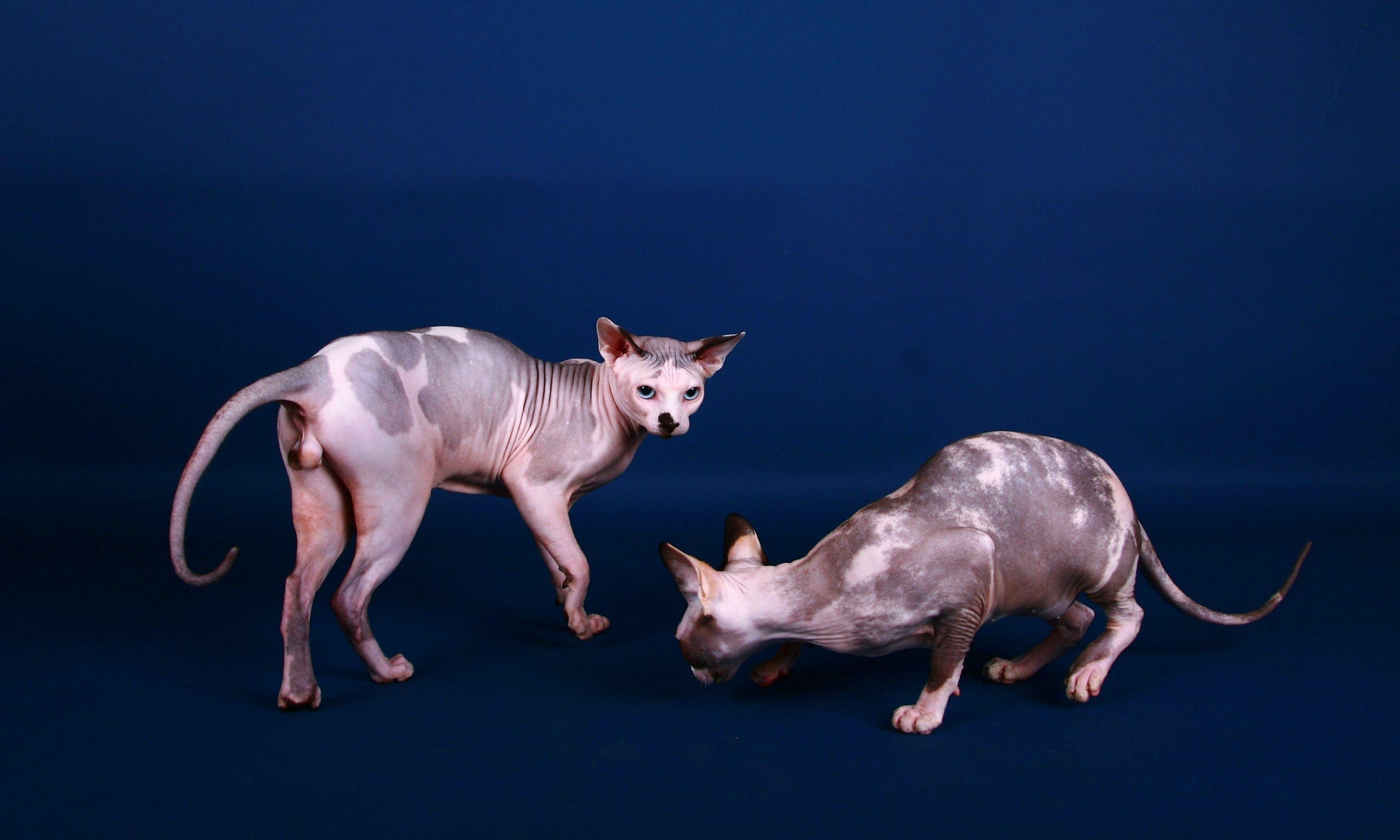 Sphynx V5 Mousepad