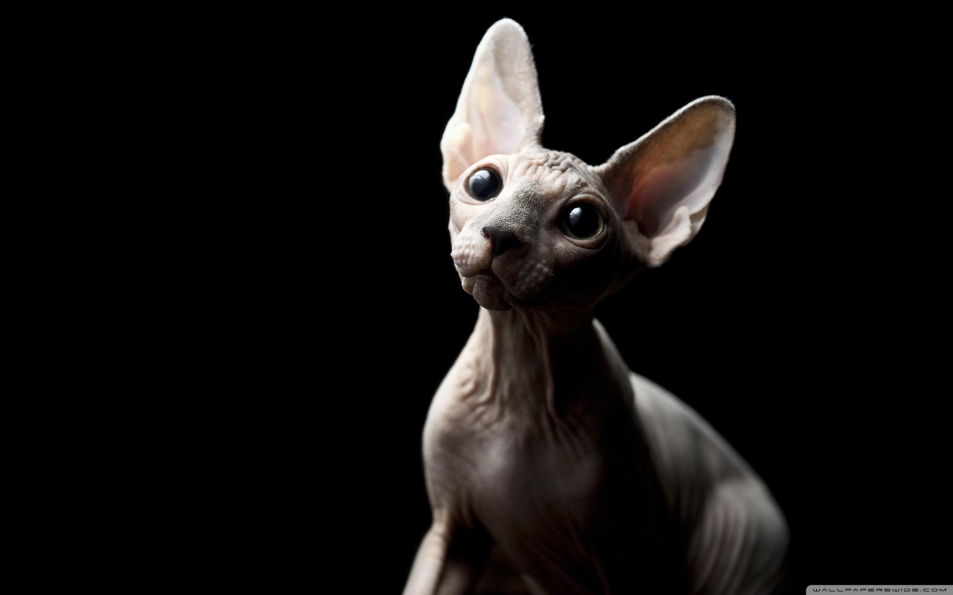 Sphynx V6 Mousepad
