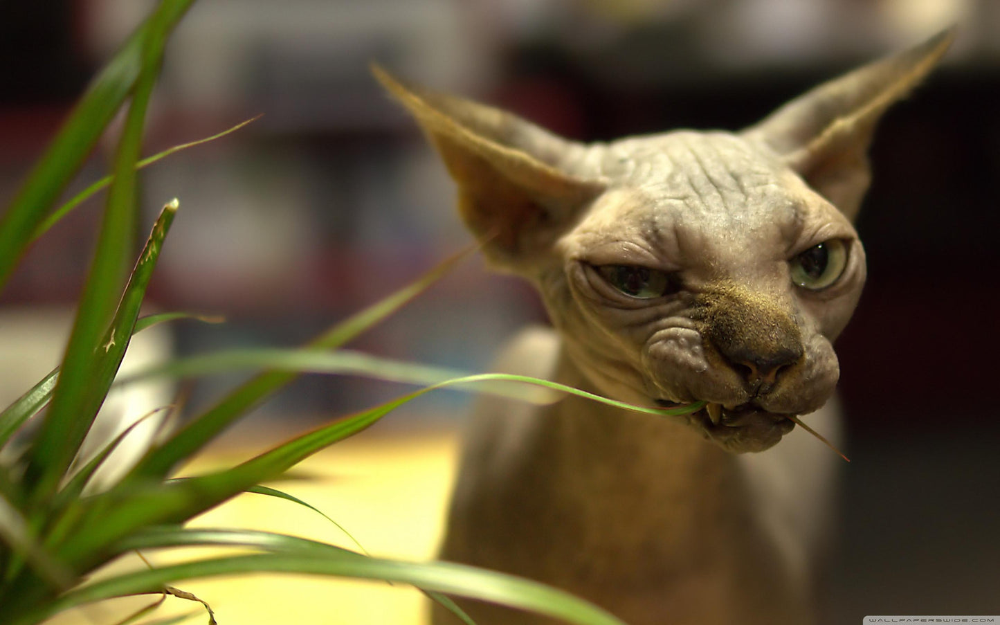 Sphynx V7 Mousepad
