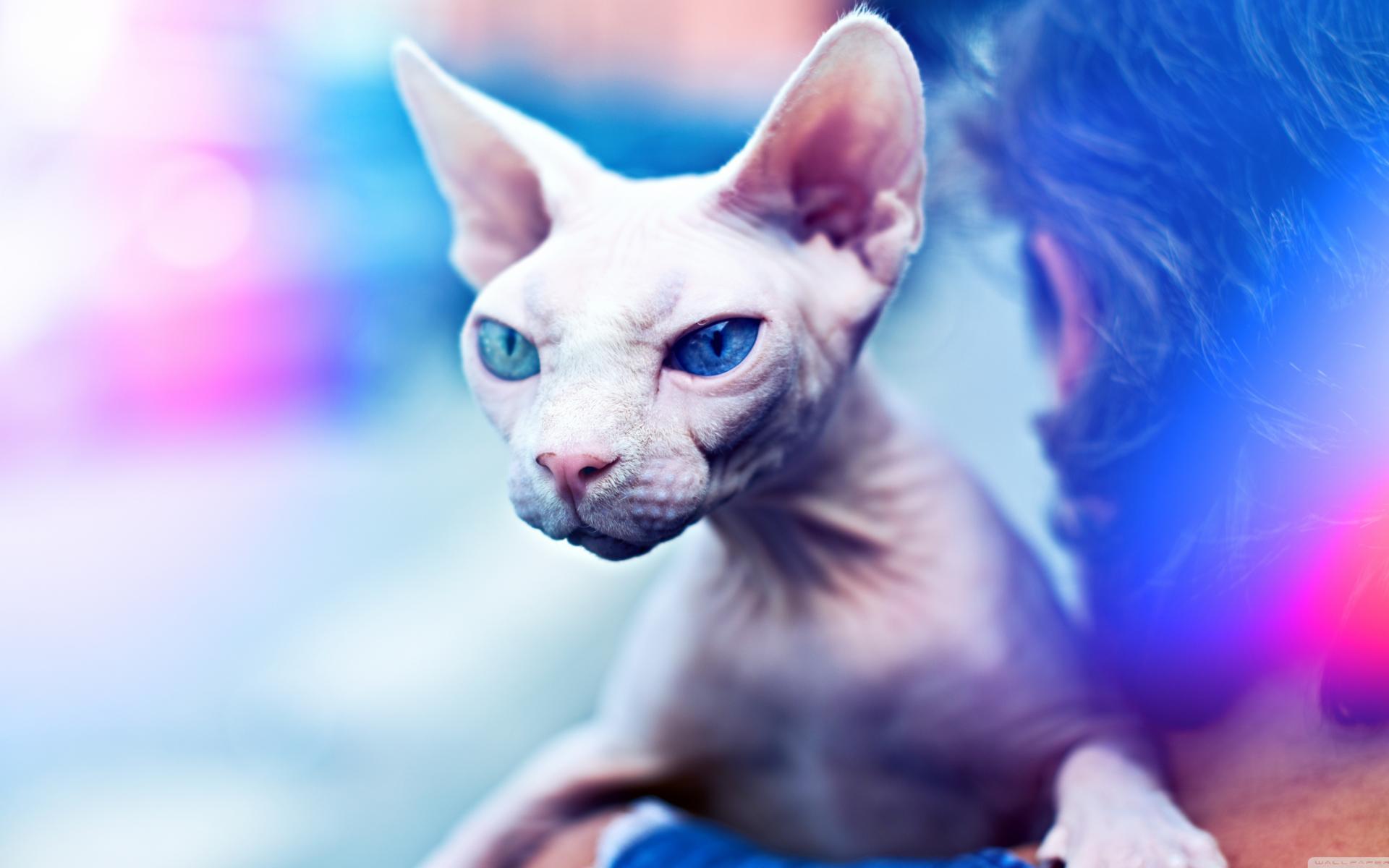Sphynx V8 Mousepad